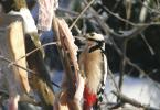 Spotted woodpecker in winter.  Woodpecker nesting.  Forest bird woodpecker.  Description, life cycle