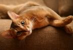 How old do domestic cats live on average?