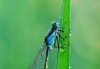 Dragonfly: structure, description and photo The dragonfly is distinguished by a large round head