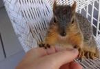 Veverička - chlpatá lesná hračka Chov veveričiek na stránke