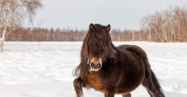 Yakut horse: description of the breed, care and interesting facts The Yakut horse is undemanding
