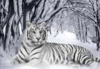 Najväčšie tigre na svete Ako tigre zimujú v prírode