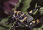 Locust - ako hmyz vyzerá a kde žije