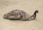 Ako vyzerá vták emu?  Emu vajcia.  Na fotke beží emu
