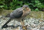 Hawk sizes.  How long does a hawk live?  What does a sparrowhawk eat?