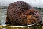 Beaver: how does a rodent live in nature?