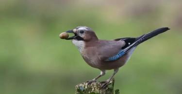 Forest bird jay: photo and description, behavioral features