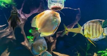 How and how much to feed aquarium fish What to feed aquarium fish