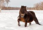 Jakutský kôň: popis plemena, starostlivosť a zaujímavosti Jakutský kôň je nenáročný
