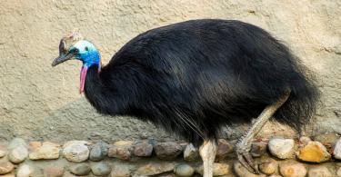 Najväčší lietajúci vták na svete Najväčší lietajúci vták je kondor