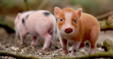 Causes and treatment of edematous disease in piglets