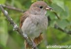 Songbird - nightingale: description with photos and videos, listen to the voices and sounds of the nightingale singing, a beautiful song of nature