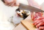 How to feed cats correctly: expert advice