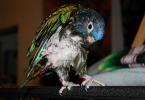 Parrot plucks feathers