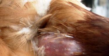 How dangerous is smallpox for chickens and what to do if the disease affects your birds