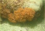 Mushroom bryozoan (Plumatella fungosa): larvae and birth of a colony