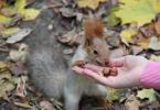 Veverička - chlpatá lesná hračka