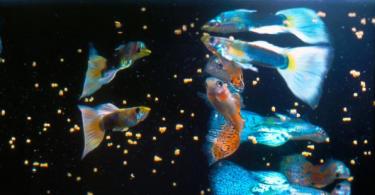 Recommendations for feeding aquarium fish How many times to feed fish in an aquarium
