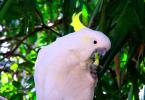 Попугаи какаду: отзывы, фото