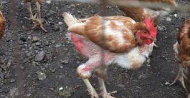 The most common diseases of chickens: symptoms and methods of treatment