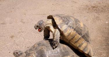 How red-eared turtles mate at home
