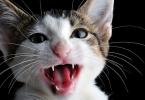 A cat yells at night what to do and folk remedies, a neutered cat screams for no reason, if he constantly yells then what to do