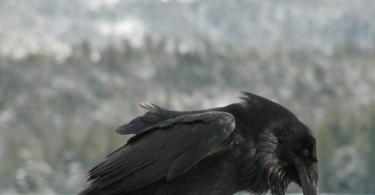 Black bird with black beak