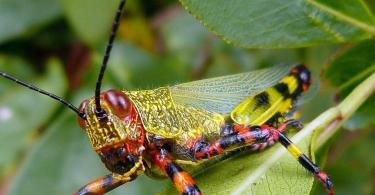 Locust – nebezpečný hmyz – škodca