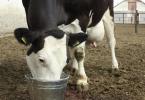 Čo pijú kravy O vnútorných a vonkajších napájačkách