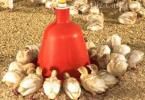 Do-it-yourself automatic chicken feeder