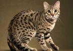 Graceful Bengal cat: description of the breed and history of origin