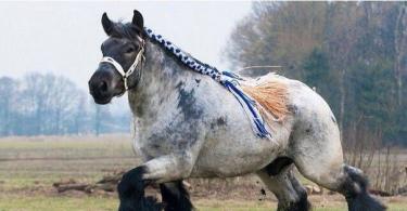 Shire draft horse breed (Shire)