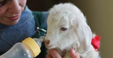 Jahňacie kozy: čo robiť, funkcie starostlivosti o deti