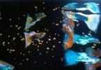 Správne kŕmenie akváriových rýb Kŕmenie rýb v akváriu pre začiatočníkov
