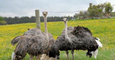 Ostrich secrets or all the secrets of the largest bird Interesting facts about ostriches