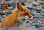 Líška (líška) - druhy líšok, kde žijú, ako dlho žijú, čo jedia, fotografie
