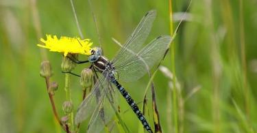 Description, features, types, lifestyle and habitat of the dragonfly
