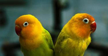 Red-green parrot.  Budgerigar.  The cockatoo has two distinctive features