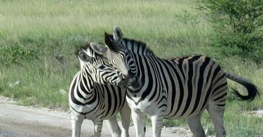 Exotic, striped, or Where do zebras live?