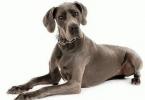 Виды породы дог: описание и цена собаки