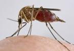 Čo robiť pri poštípaní komárom?