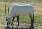 Oryx animal.  Oryx.  Common oryx and man