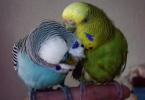 Breeding parrots - how to breed budgies and choosing a healthy individual Reproduction of budgies in a cage
