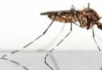 Ako sa zbaviť komárov v byte?