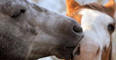 Love in animals - how horses mate