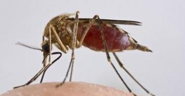 Čo robiť pri poštípaní komárom?