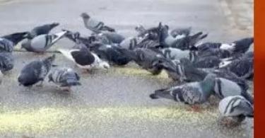 What to feed pigeons in parks and squares so as not to harm them?