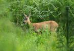 European roe deer (Capreolus capreolus) What does the Siberian roe deer eat