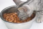 Правильное кормление кошек натуральной пищей: как и чем кормить