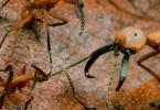 Характер муравья. Муравей насекомое. Образ жизни и среда обитания муравья. Муравьи могут становится